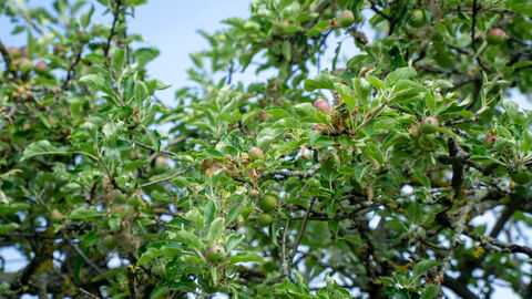 Apfelbaum auf der Streuobstwiese.